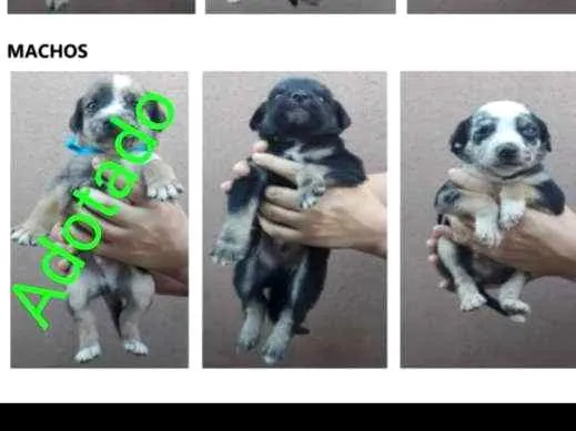 Cachorro ra a SRD-ViraLata idade Abaixo de 2 meses nome Bebês