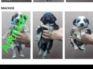 Cachorro raça SRD-ViraLata idade Abaixo de 2 meses nome Bebês