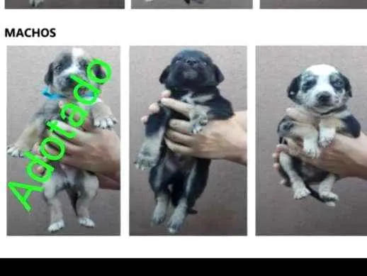 Cachorro ra a SRD-ViraLata idade Abaixo de 2 meses nome Bebês