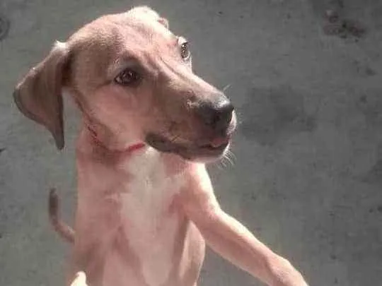 Cachorro ra a Não sabemos  idade 7 a 11 meses nome Sansão