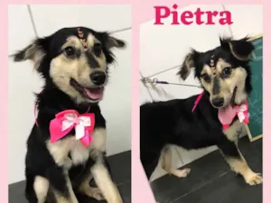 Cachorro raça SRD-ViraLata idade 2 a 6 meses nome Pietra