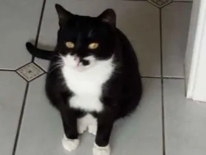 Gato raça SRD idade 1 ano nome BATMAN