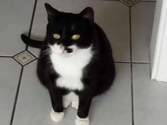 Gato ra a SRD idade 1 ano nome BATMAN