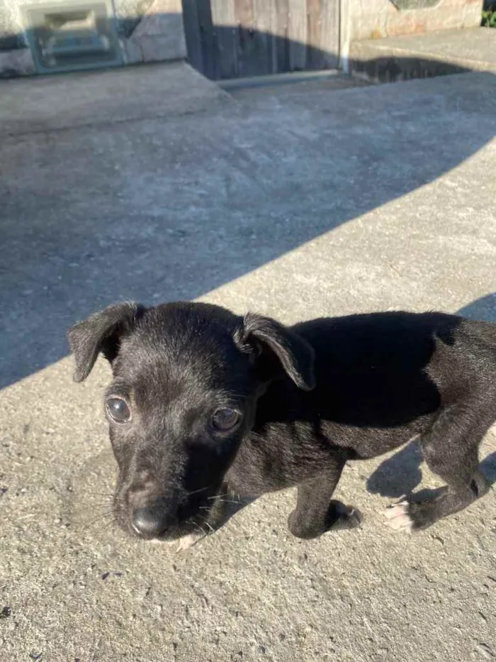 Cachorro ra a Vira lata  idade  nome Não tem nome 
