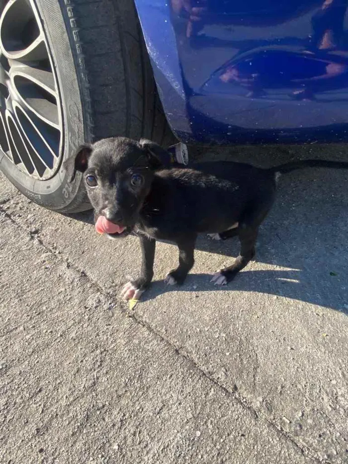 Cachorro ra a Vira lata  idade  nome Não tem nome 