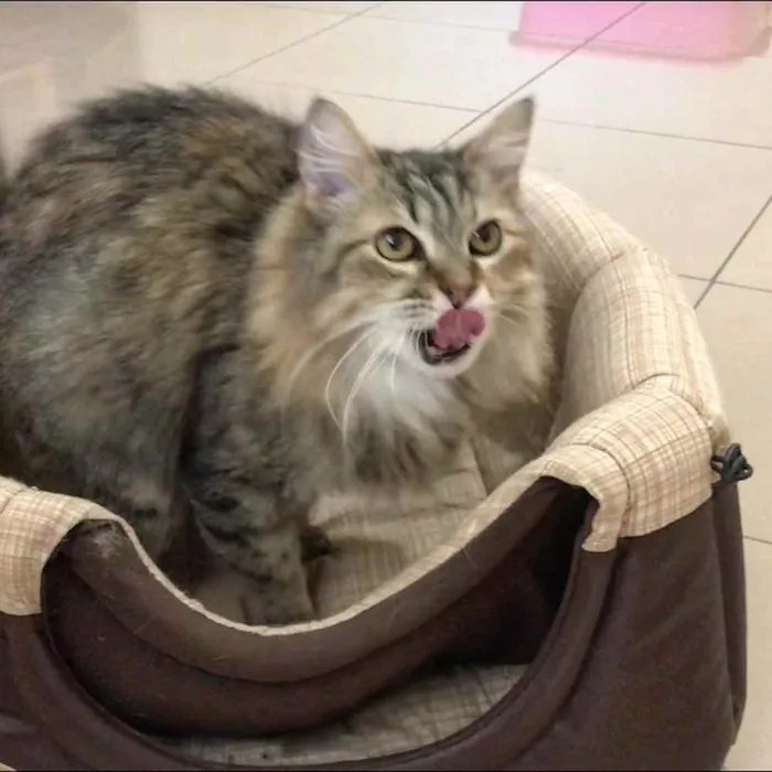 Gato ra a SRD idade 3 anos nome Mona Lisa