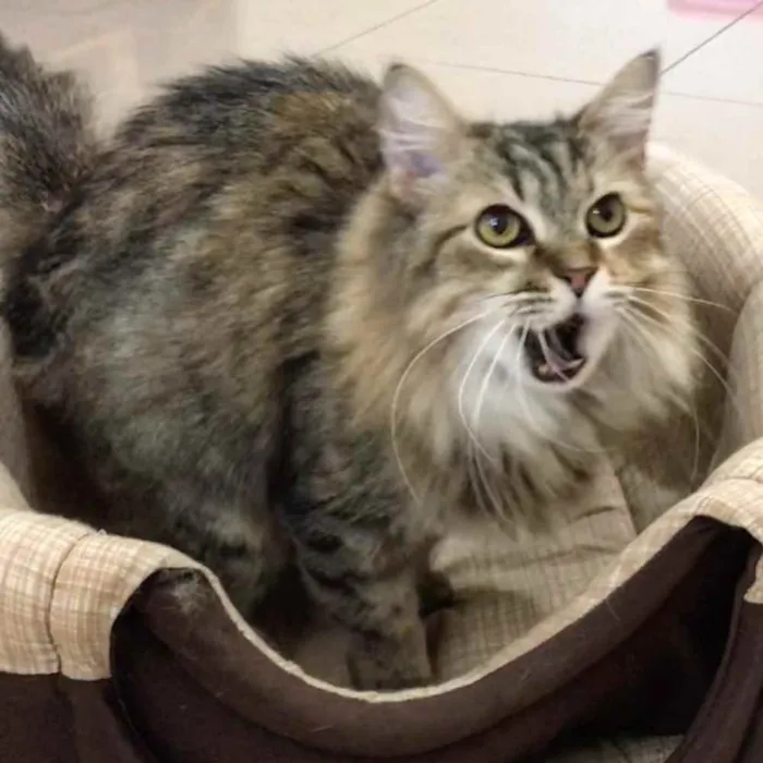 Gato ra a SRD idade 3 anos nome Mona Lisa