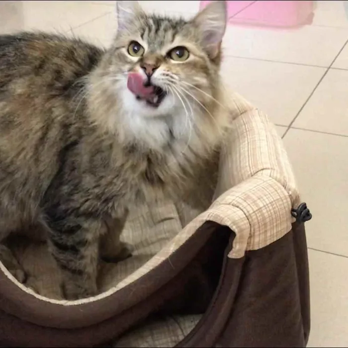 Gato ra a SRD idade 3 anos nome Mona Lisa