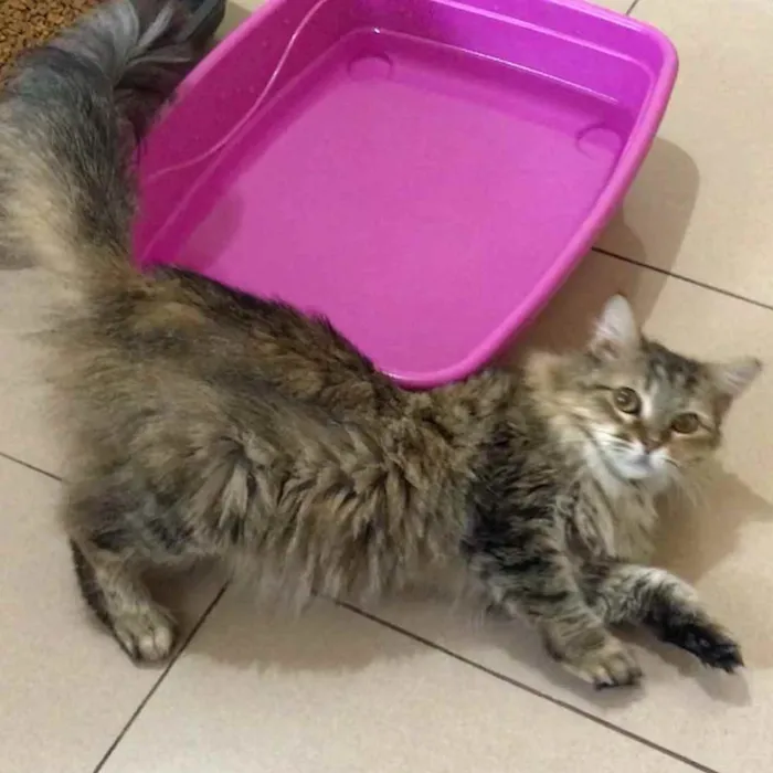 Gato ra a SRD idade 3 anos nome Mona Lisa