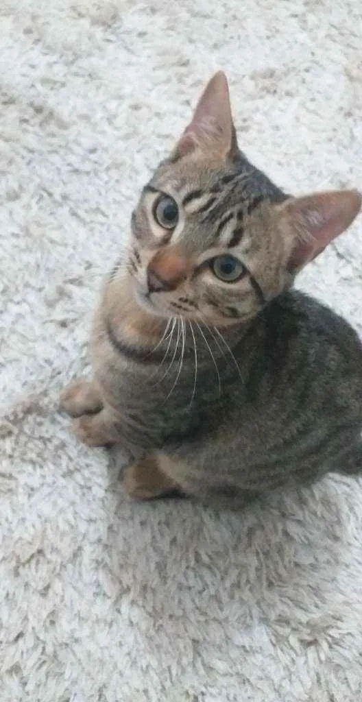 Gato raça  idade 2 a 6 meses nome Juca
