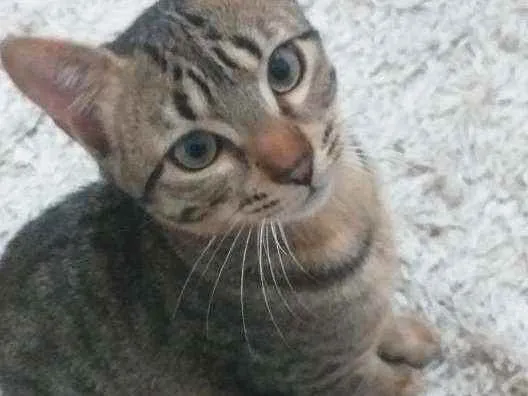 Gato raça  idade 2 a 6 meses nome Juca