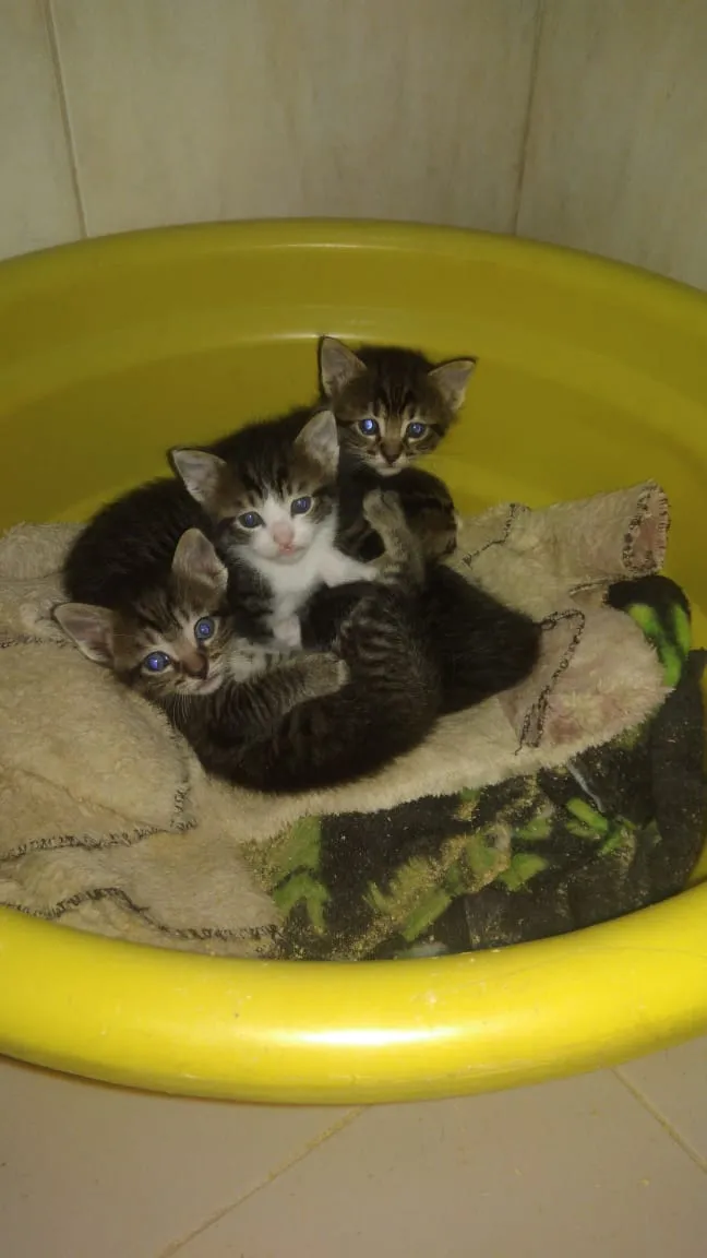 Gato ra a Srd idade Abaixo de 2 meses nome Bbs gatinhos