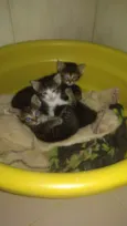 Bbs gatinhos