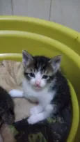 Bbs gatinhos
