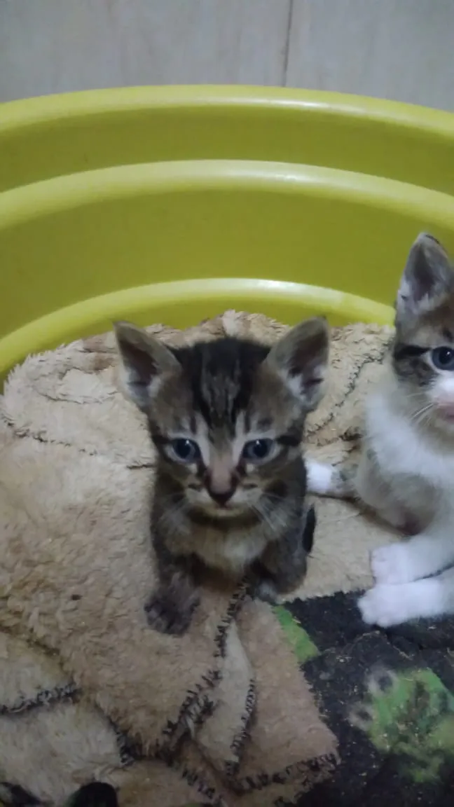Gato ra a Srd idade Abaixo de 2 meses nome Bbs gatinhos