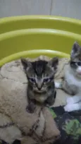 Bbs gatinhos