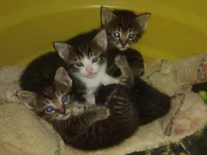 Gato raça Srd idade Abaixo de 2 meses nome Bbs gatinhos