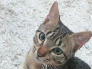 Gato raça  idade 2 a 6 meses nome Juca