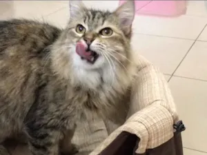 Gato raça SRD idade 3 anos nome Mona Lisa 