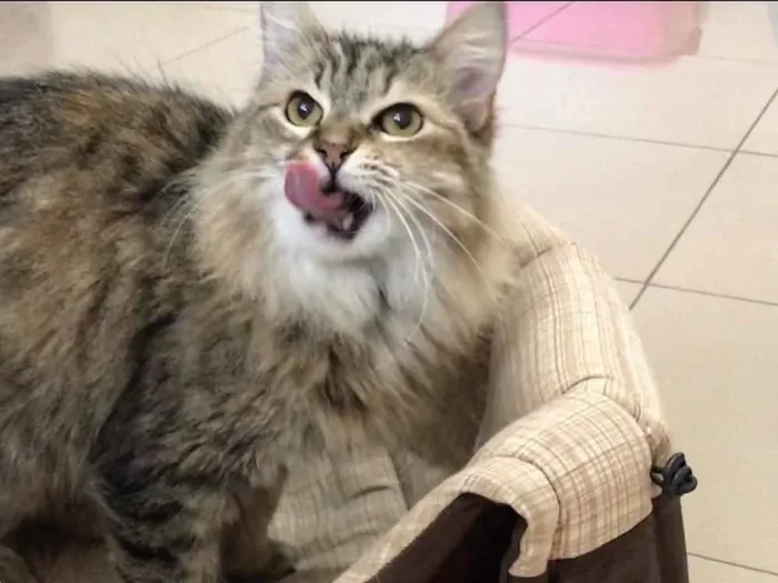 Gato ra a SRD idade 3 anos nome Mona Lisa