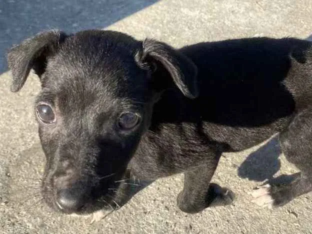 Cachorro ra a Vira lata  idade  nome Não tem nome 