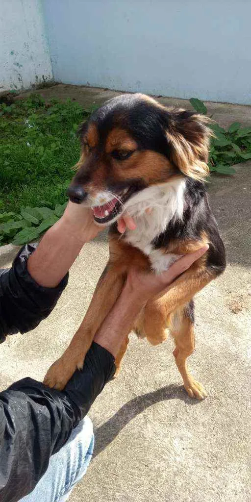 Cachorro ra a Não sei.. idade 7 a 11 meses nome Issak