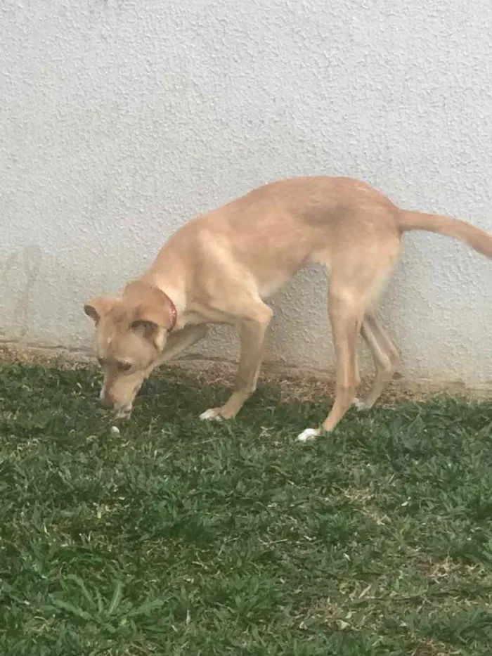 Cachorro ra a Indefinida  idade 2 a 6 meses nome Sasha 