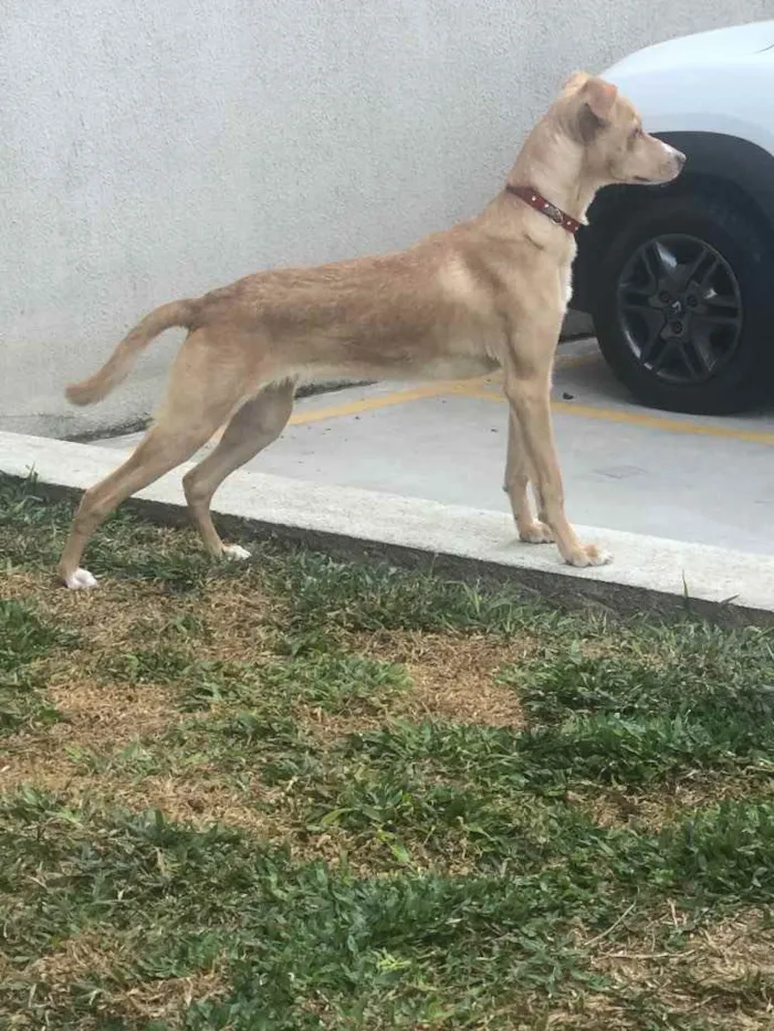 Cachorro ra a Indefinida  idade 2 a 6 meses nome Sasha 