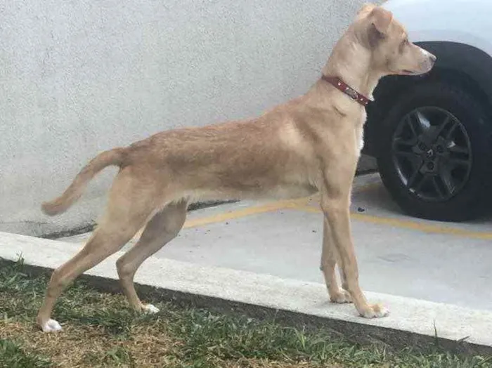 Cachorro ra a Indefinida  idade 2 a 6 meses nome Sasha 