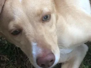 Cachorro raça Indefinida  idade 2 a 6 meses nome Sasha 