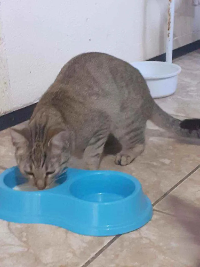 Gato ra a Desconhecida idade 7 a 11 meses nome Cigana