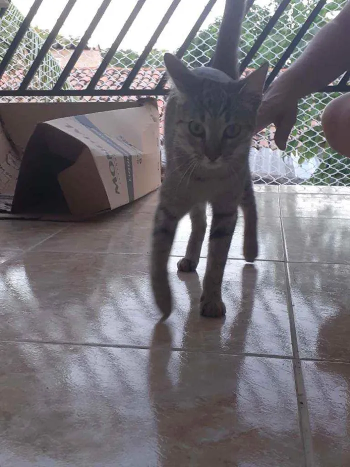 Gato ra a Desconhecida idade 7 a 11 meses nome Cigana