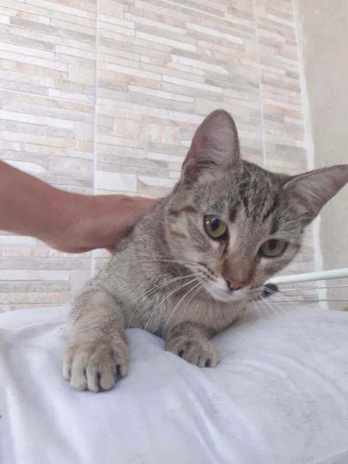 Gato ra a Desconhecida idade 7 a 11 meses nome Cigana