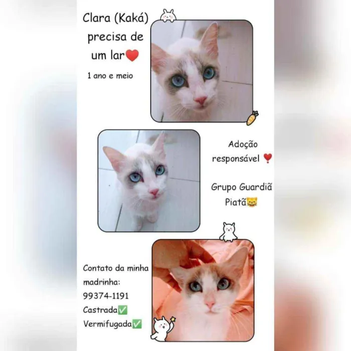Gato raça Sem raça definida  idade 1 ano nome Clara