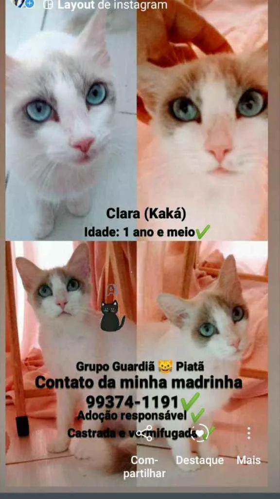 Gato raça Sem raça definida  idade 1 ano nome Clara