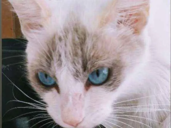 Gato raça Sem raça definida  idade 1 ano nome Clara