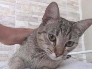 Gato raça Desconhecida idade 7 a 11 meses nome Cigana