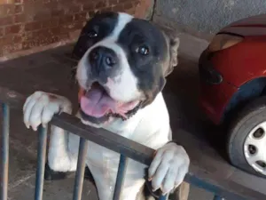 Cachorro raça pitbull idade 4 anos nome Sad