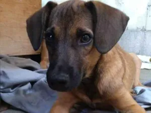 Cachorro raça SRD-ViraLata idade 2 a 6 meses nome Noah