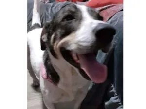 Cachorro raça SRD-ViraLata idade 2 anos nome Oliver