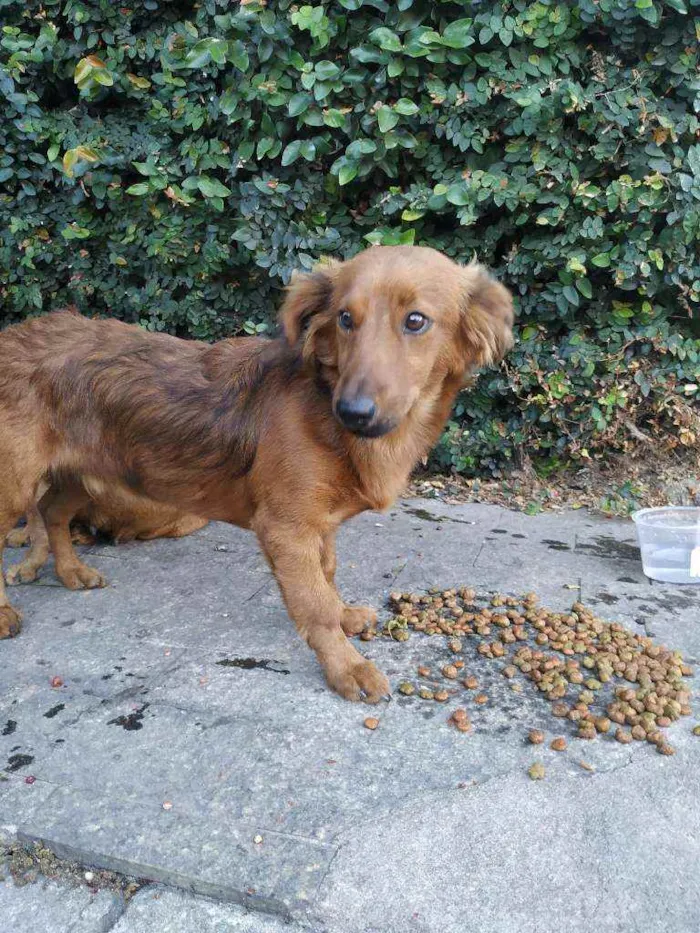 Cachorro raça Não sei idade 2 anos nome Caramelo