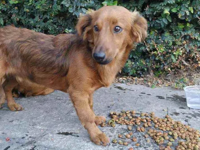 Cachorro raça Não sei idade 2 anos nome Caramelo