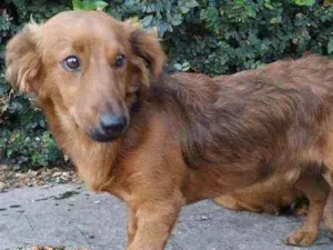 Cachorro raça Não sei idade 2 anos nome Caramelo