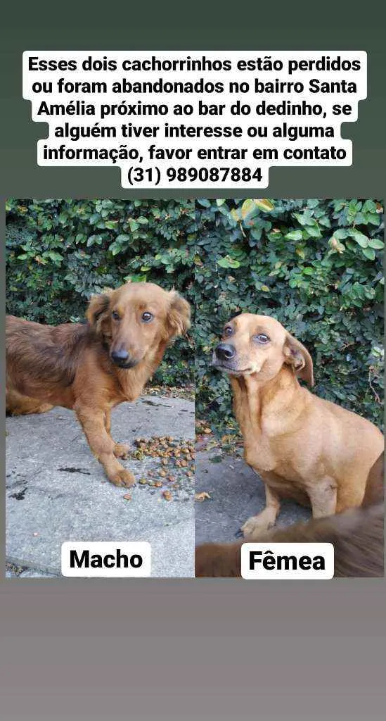 Cachorro raça Não sei idade 2 anos nome Caramelo e nina