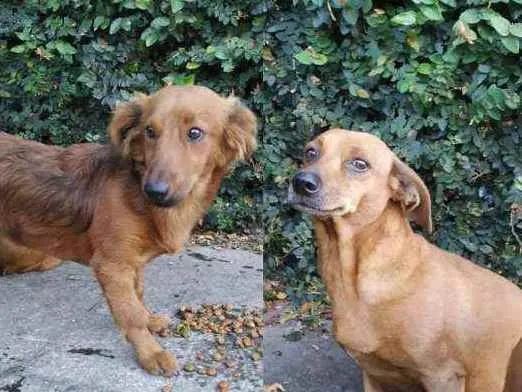 Cachorro raça Não sei idade 2 anos nome Caramelo e nina