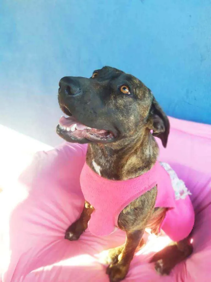 Cachorro ra a Srd idade 2 anos nome Carlota