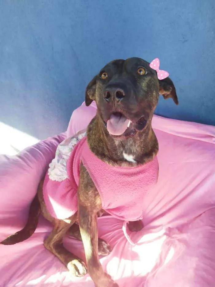 Cachorro ra a Srd idade 2 anos nome Carlota
