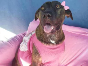Cachorro raça Srd idade 2 anos nome Carlota