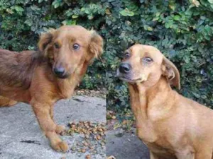 Cachorro raça Não sei idade 2 anos nome Caramelo e nina