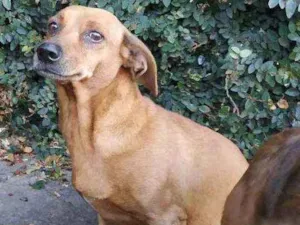 Cachorro raça Não sei idade 3 anos nome Nina